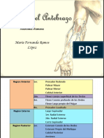 musculosantebrazoantomahumana-151020040731-lva1-app6891.pdf