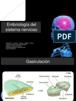 Desarrolo del sistema nervioso (Desde la gastrulacion)