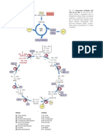 Imagenes Ciclo de Krebs