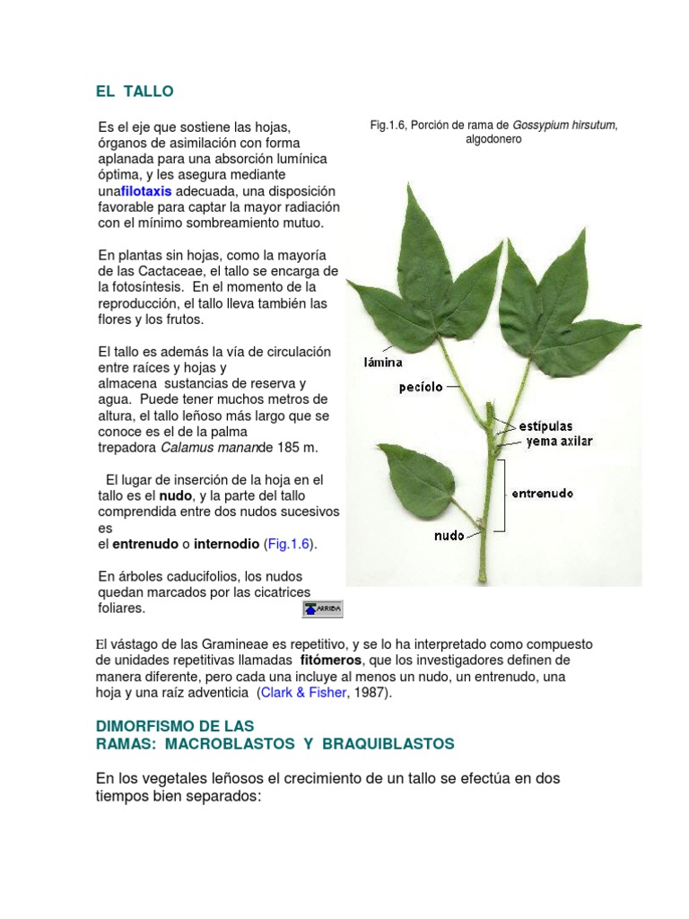 Estructura y funciones del tallo | PDF | Tallo de la planta | Hoja
