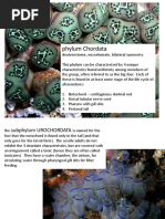Overview of Batomorphi Classification | PDF | Vertebrates | Elasmobranchii