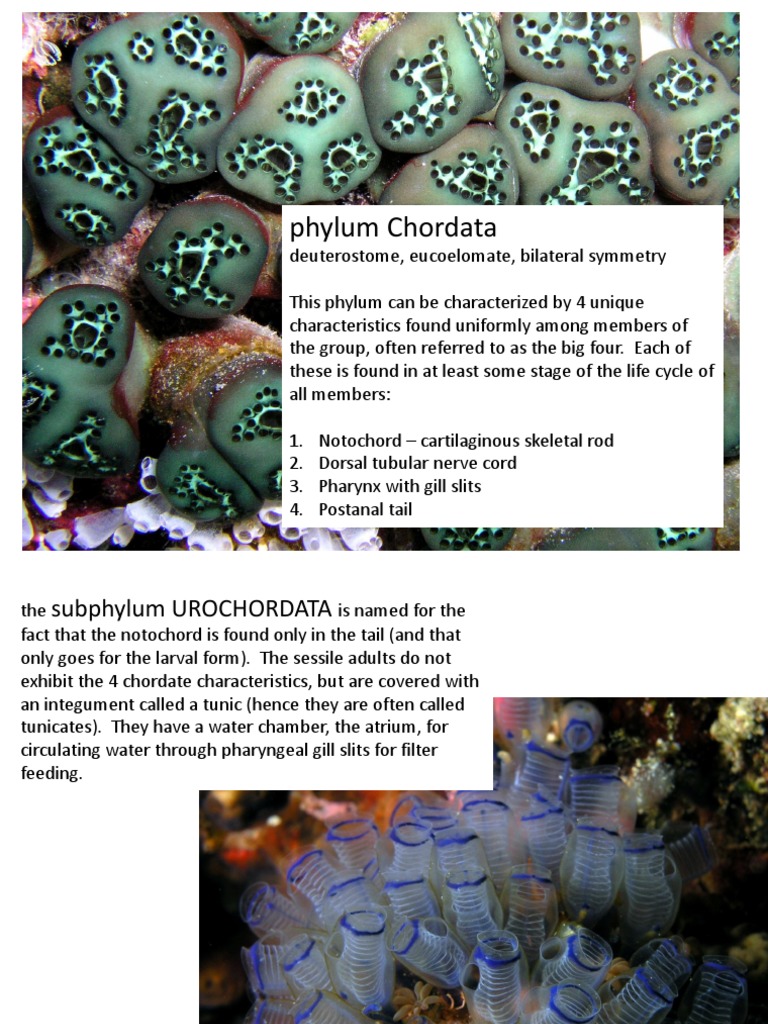 Overview of Phylum Chordata Characteristics | PDF | Amphibian | Fish
