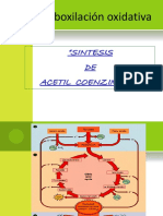 Sintesis de Acetil CoA