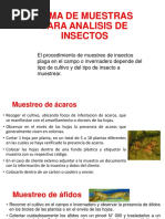 Toma de Muestras Para Analisis de Insectos