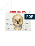 Huesos de la cara: maxilar, nasal, cigomático, palatino y más
