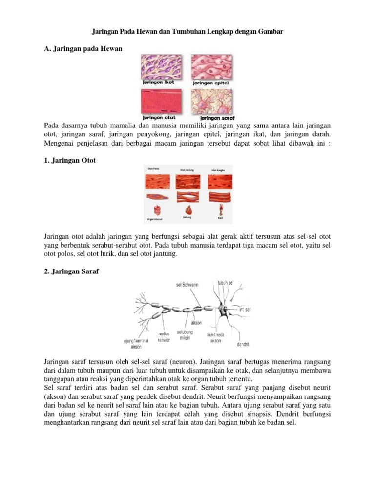 72 Gambar Jaringan Sel Pada Hewan Dan Tumbuhan HD Terbaru