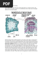 Monocot and Dicot Root Anatomy | PDF | Root | Plant Stem