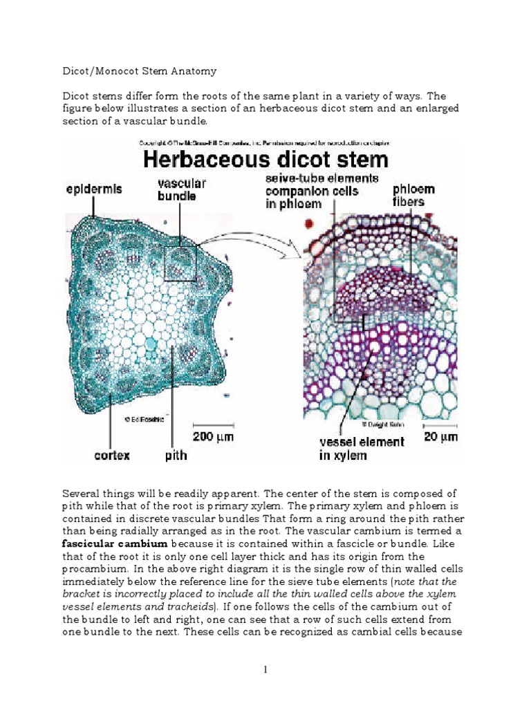 Dicot-Monocot Stem Anatomy | PDF | Plant Stem | Bark