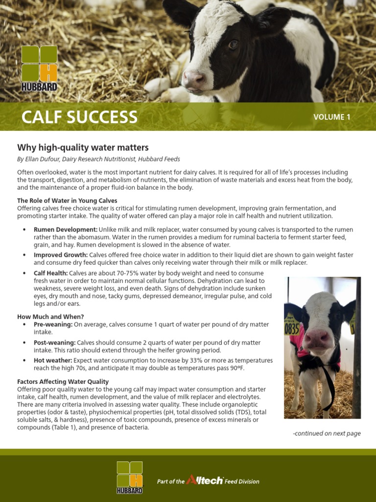 Importance of Quality Water for Calves | PDF | Calf | Dairy Farming
