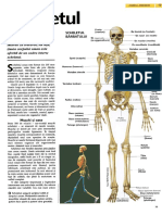 Scheletul.pdf