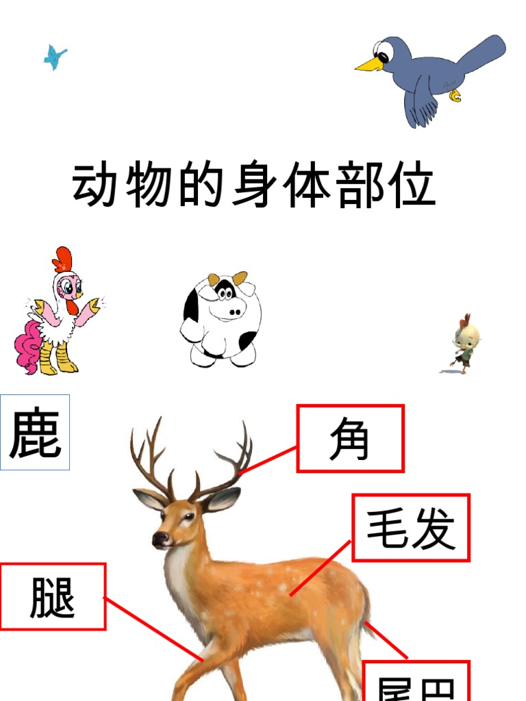 动物的身体部位 Pdf