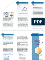 ciclo_urea_cast.pdf