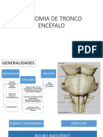 Anatomia de Tronco Encéfalo