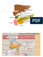 PBL Bilirubin and Abd Region PDF