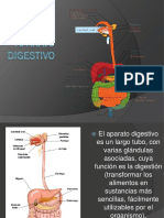 Sistema Digestivo