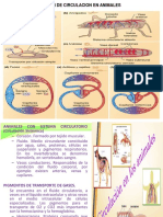 Sistema Circulatoriosoloanimales 1