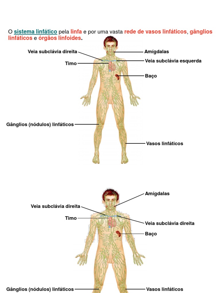Sistema Linfatico Download Grátis Pdf Sistema Linfático Linfa
