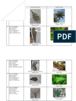 Pteridophyta Tabel Klasifikasi