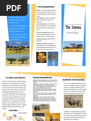 Nathan's Savanna Travel Brochure
