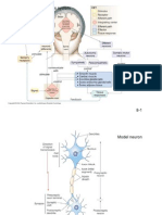 Lecture 1, 2 - Neurons CH 8 F08