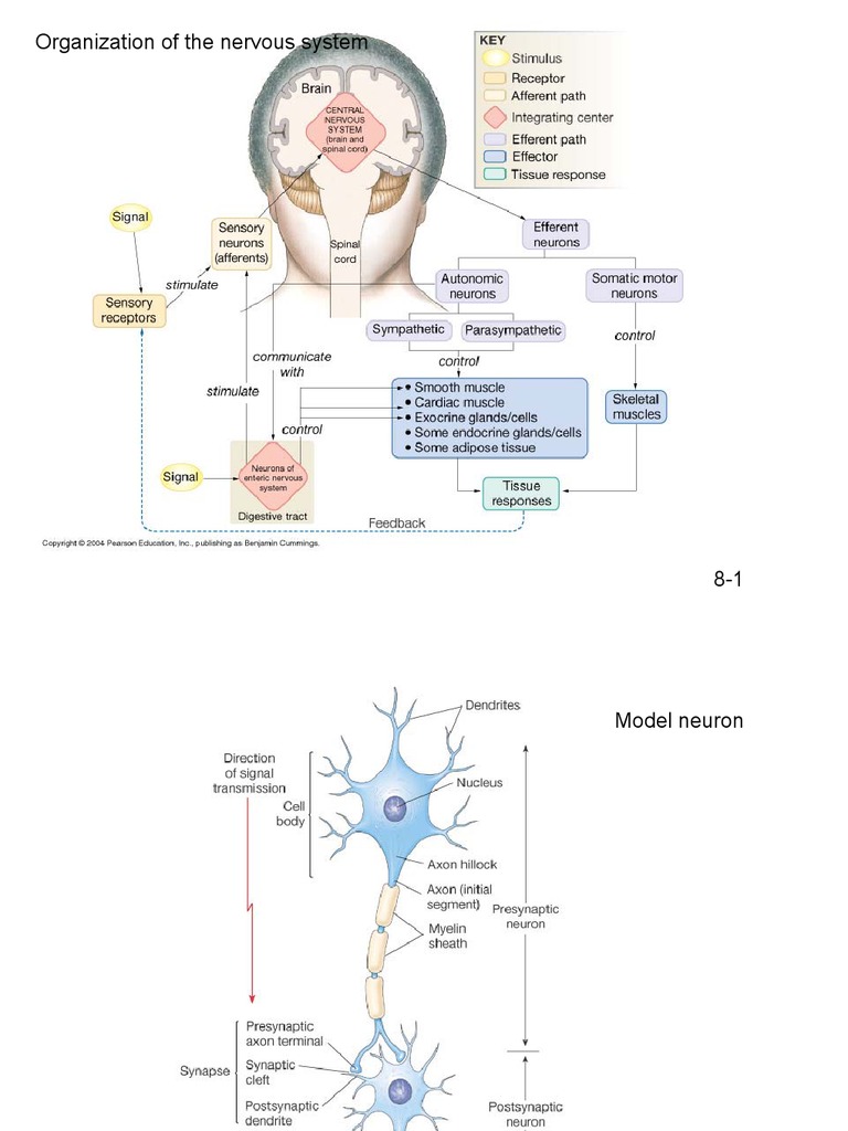 Understanding Nervous System Function | PDF | Action Potential ...