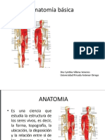 Anatomia Basica