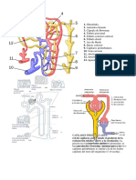 Anatomia Nefrourologica