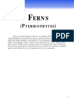 Ferns (Source Internet)