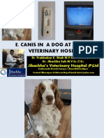E.canis in a Dog at Jibachha Veterinary Hospital by Dr. Prabhakar K.Shah