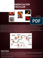Diferenciación Celular..pptx (1)