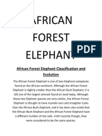 African Forest Elephant