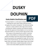 Dusky Dolphin Classification and Evolution