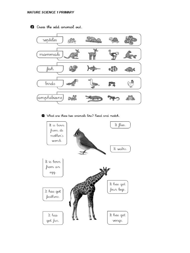 Characteristics and Locomotion of Animals: A Worksheet on Scales, Fur ...
