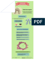 Tipos de Bonquios