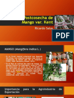 Manejo Postcosecha de Mango Varriedad KENT (2014)