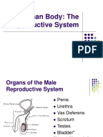 The Human Body: The Reproductive System