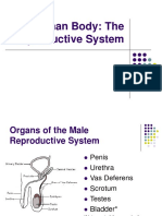 The Human Body Reproductive Systems