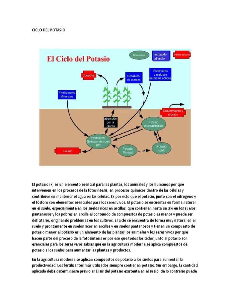 Ciclo Del Potasio | PDF | Potasio | Dieta y nutrición