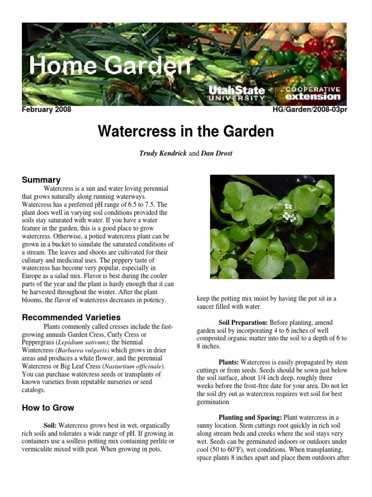 Watercress in The Garden PDF Soil Horticulture And Gardening