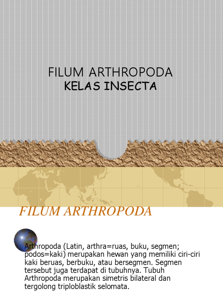 Kelas Insecta Ppt