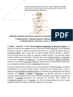 Sistema Endócrino