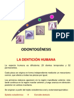 Clase Odontogénesis