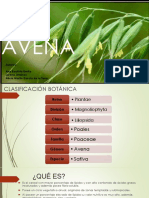 Avena (Sativa)
