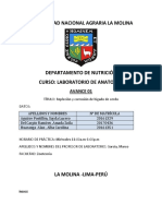 Informe de Anatomía