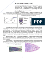 2CICLO_CELULAR.pdf