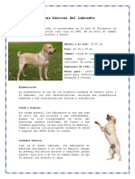 Características Básicas Del Labrador