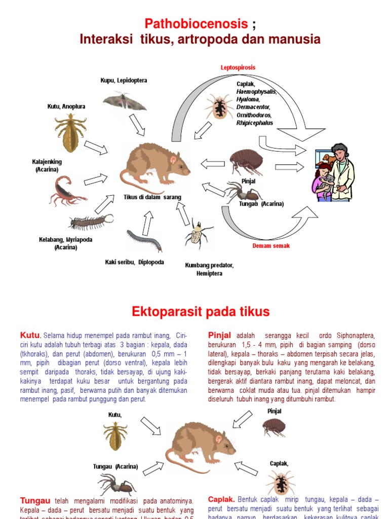 Kutu | PDF