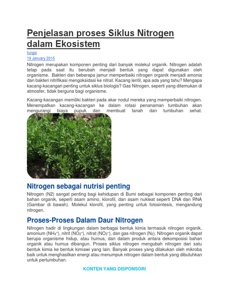  Penjelasan  Proses Siklus  Nitrogen  Dalam Ekosistem