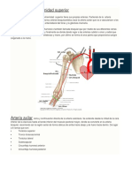 Arterias de La Extremidad Superior