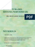 Estructura Del Sistema Nervioso (II)